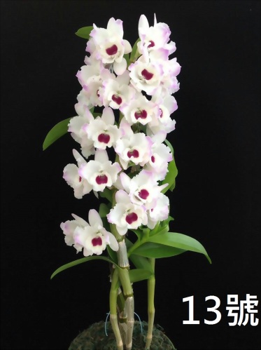 TWM-SL13 Dendrobium. Tian mu diamond 13