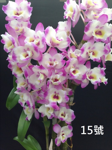 TWM-SL15 Dendrobium. Tian mu panda