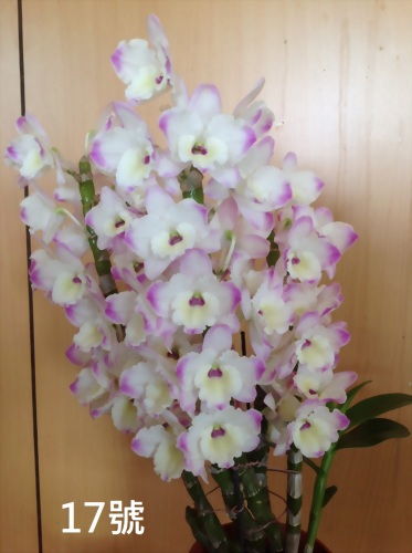 TWM-SL17 Dendrobium. Tian mu pearl