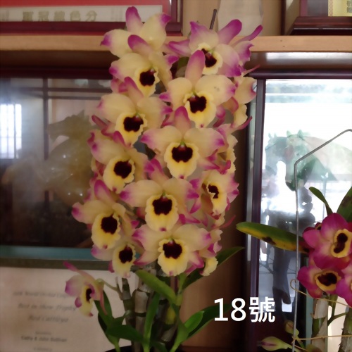 TWM-SL18 Dendrobium. Tian mu rainbow