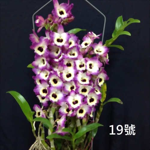 TWM-SL19 Dendrobium. Tian mu Model