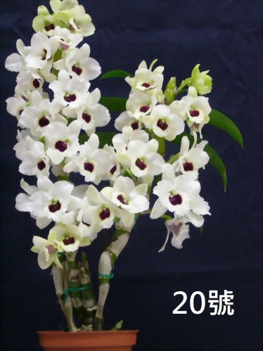 TWM-SL20 Dendrobium. Tian mu diamond 20