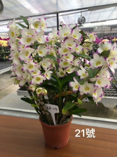 TWM-SL21 Den.Lucky girl