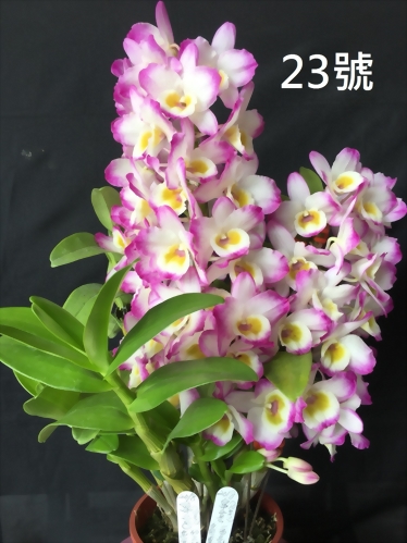 TWM-SL23 Den.Tianmu Rose