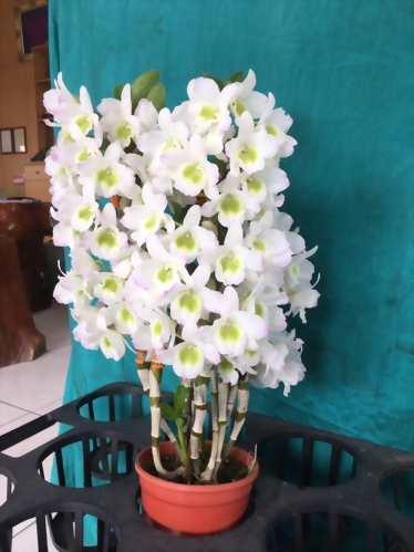 TWM-SL24 Den.Tianmu Green Elf