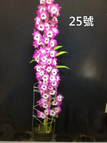 TWM-SL25 Den.Tianmu Chicken feathers