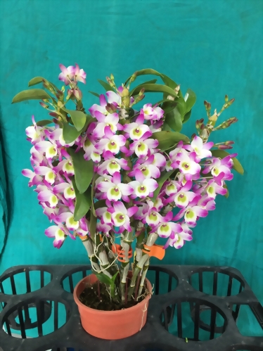 TWM-SL26 Den.Tianmu Eustoma