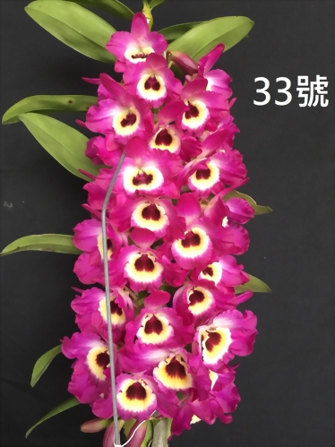 TWM-SL33 Den.Tianmu Red general