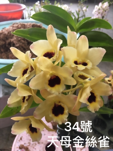 TWM-SL34 Den.Tianmu Canary