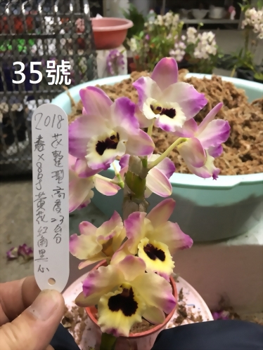 TWM-SL35 Den.Tianmu Fragrant Concubine