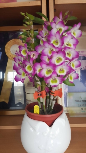 TWM-SL36 Den.Tianmu Fangming Jade