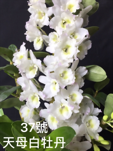 TWM-SL37 Den.Tianmu White peony