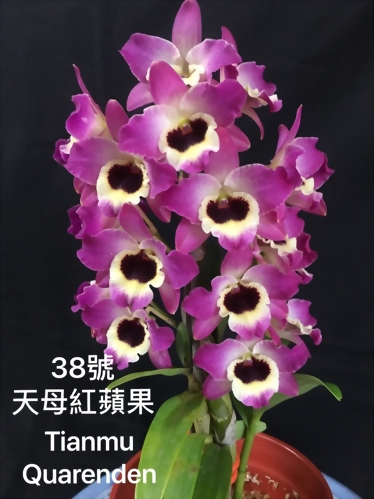 TWM-SL38 Den.Tianmu Quarenden