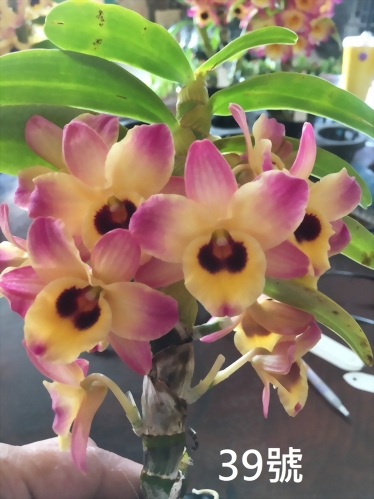 TWM-SL39 Den.Tianmu Magician 39