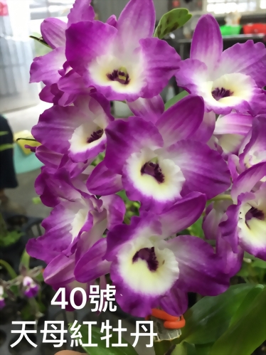 TWM-SL40 Den.Tianmu Red peony