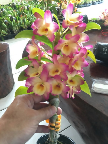 TWM-SL41 Den.Tianmu Magician 41