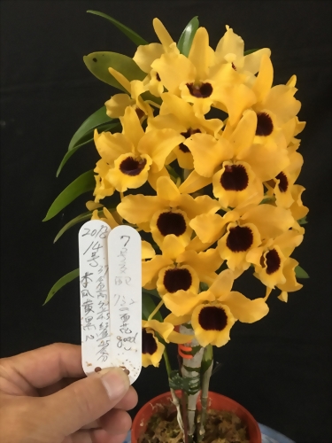 TWM-SL42 Den.Tianmu Yellow Emperor