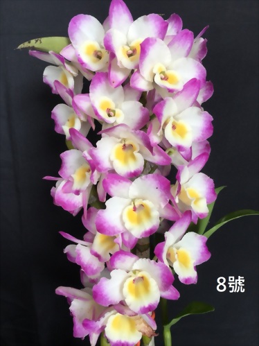 TWM-sl8-dendrobium-tian-mu-gold-diamond