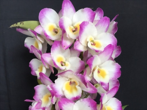 Dendrobium