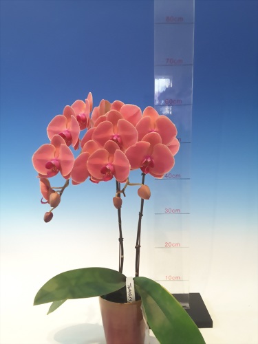 2017 in Cooling Room