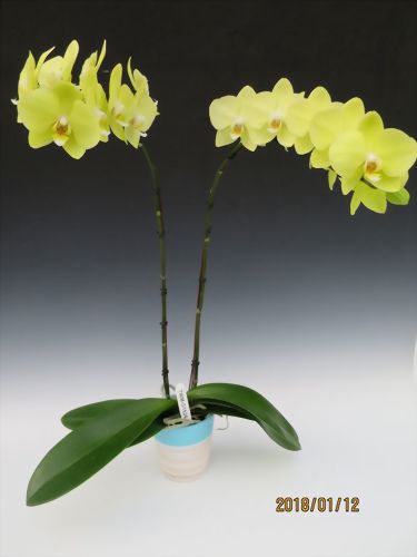 2018 in Cooling Room