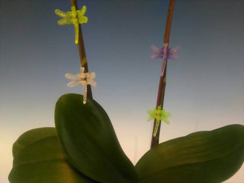 Dragonfly Clips