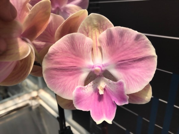 TWM-1086-12 - Shulong Flowers Industry