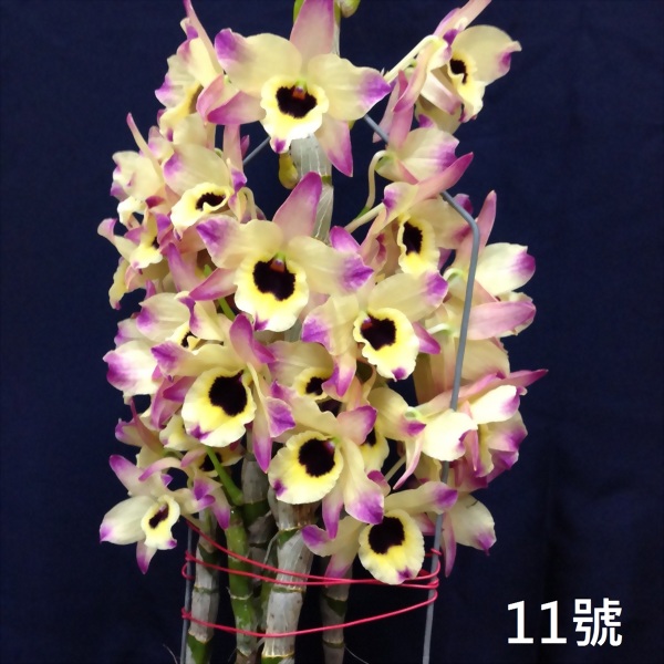 TWM-SL11 Dendrobium. Tian mu rainbow 11