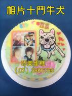 相片+鬥牛犬
