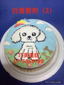 白貴賓狗(2)