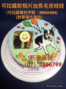 可拉錢款相片加長毛吉娃娃