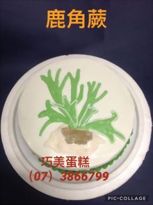 鹿角蕨