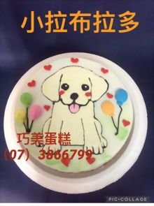 小拉布拉多