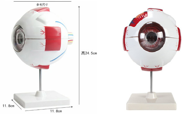 眼球模型