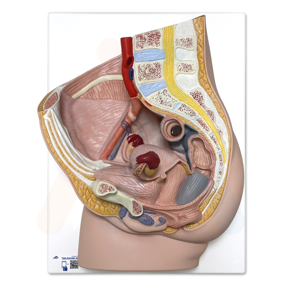 女性骨盆生殖模型