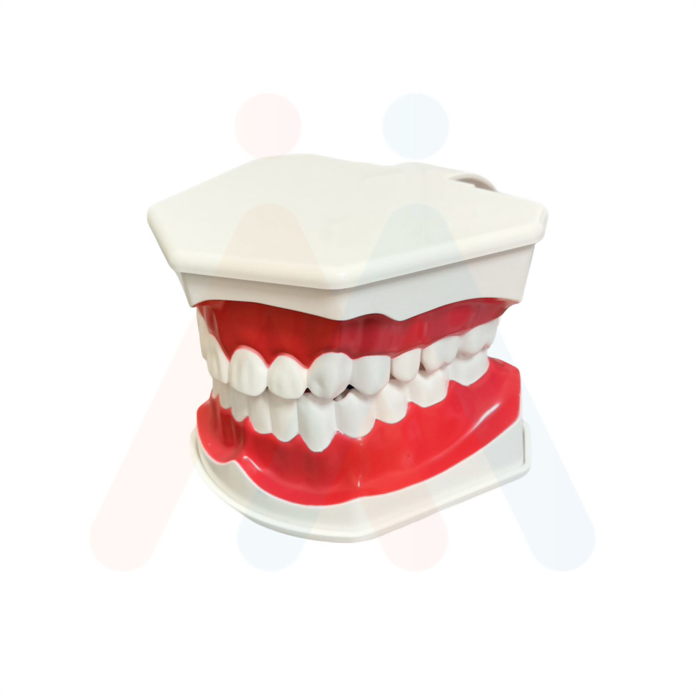 牙齒模型(局部牙縫)15.3x11.6x18.5cm