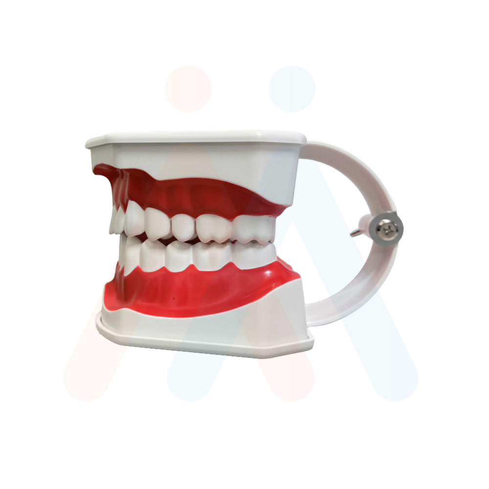 牙齒模型(局部牙縫)15.3x11.6x18.5cm