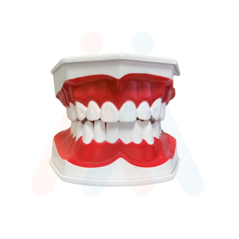 牙齒模型(局部牙縫)15.3x11.6x18.5cm