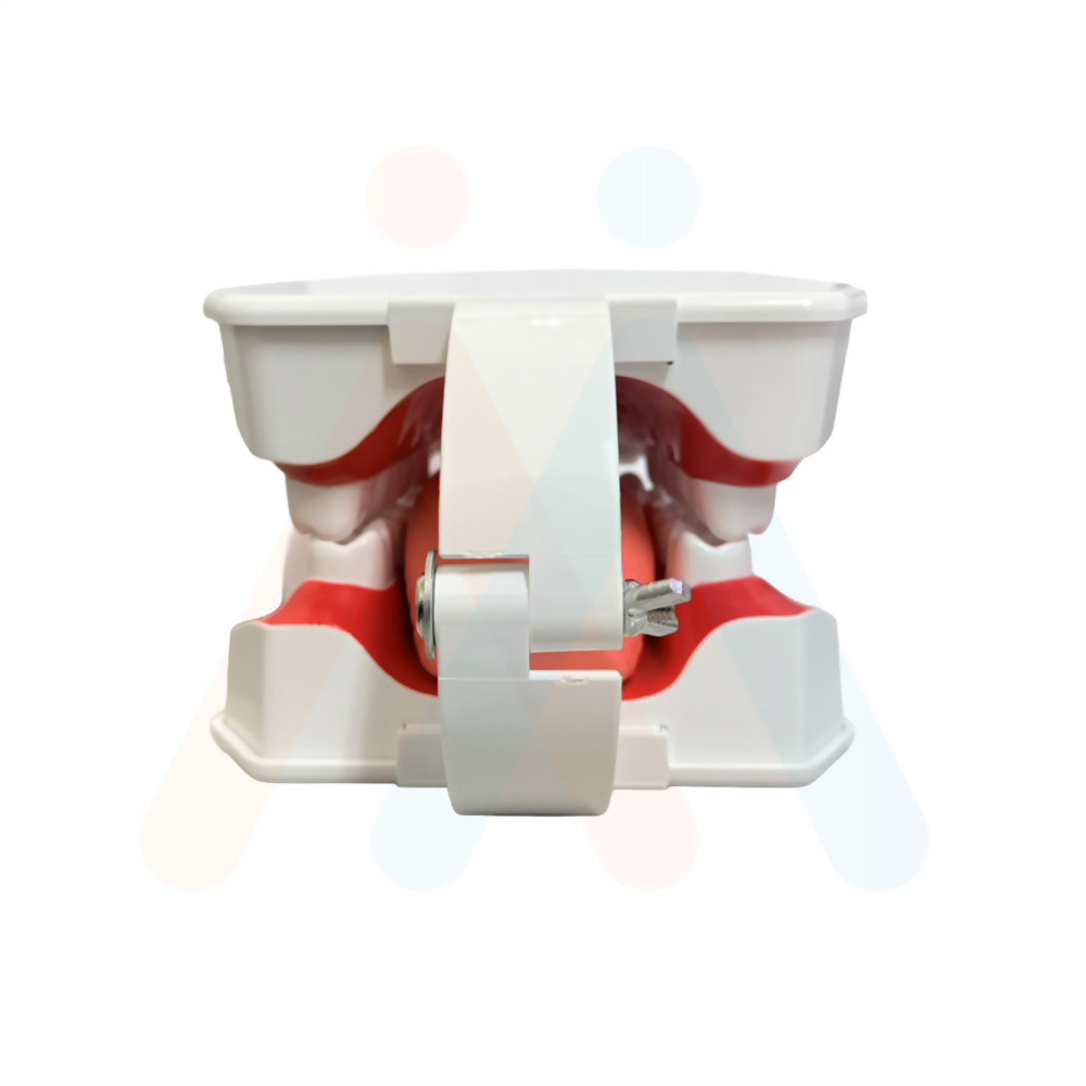 牙齒模型(局部牙縫)15.3x11.6x18.5cm