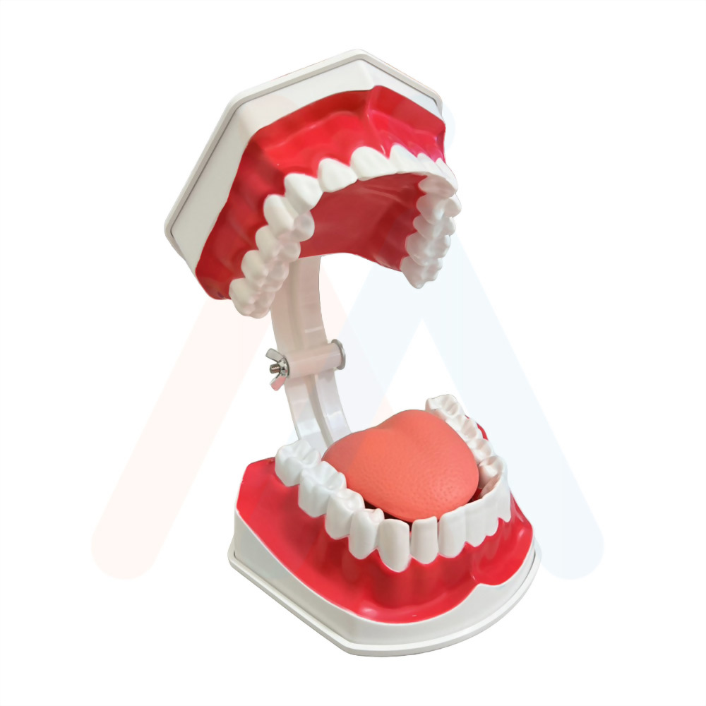 牙齒模型(局部牙縫)15.3x11.6x18.5cm