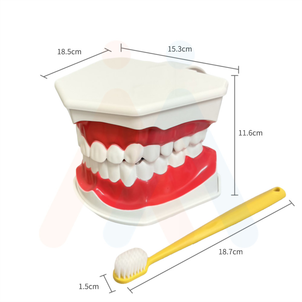 牙齒模型(局部牙縫)15.3x11.6x18.5cm