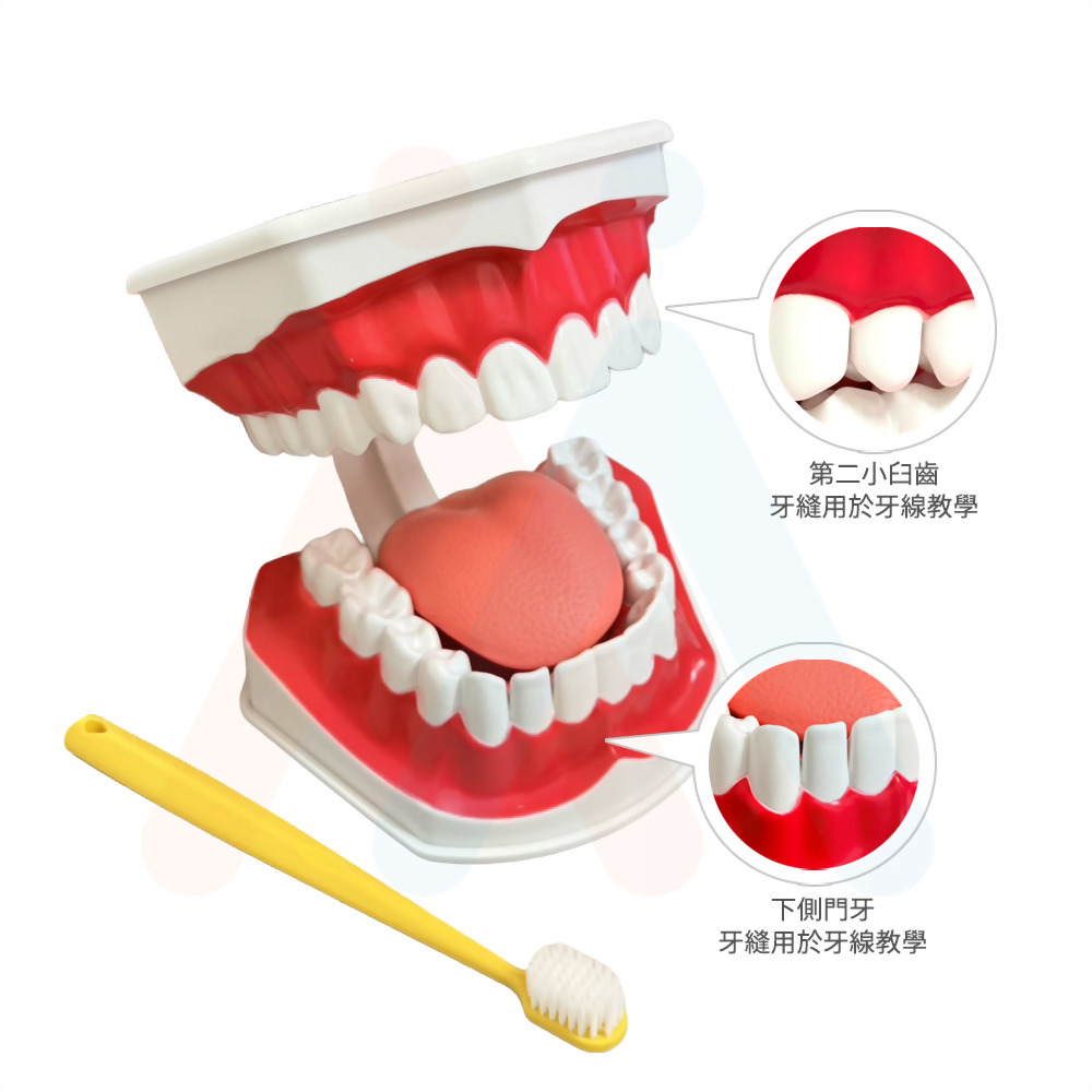 牙齒模型(局部牙縫)15.3x11.6x18.5cm