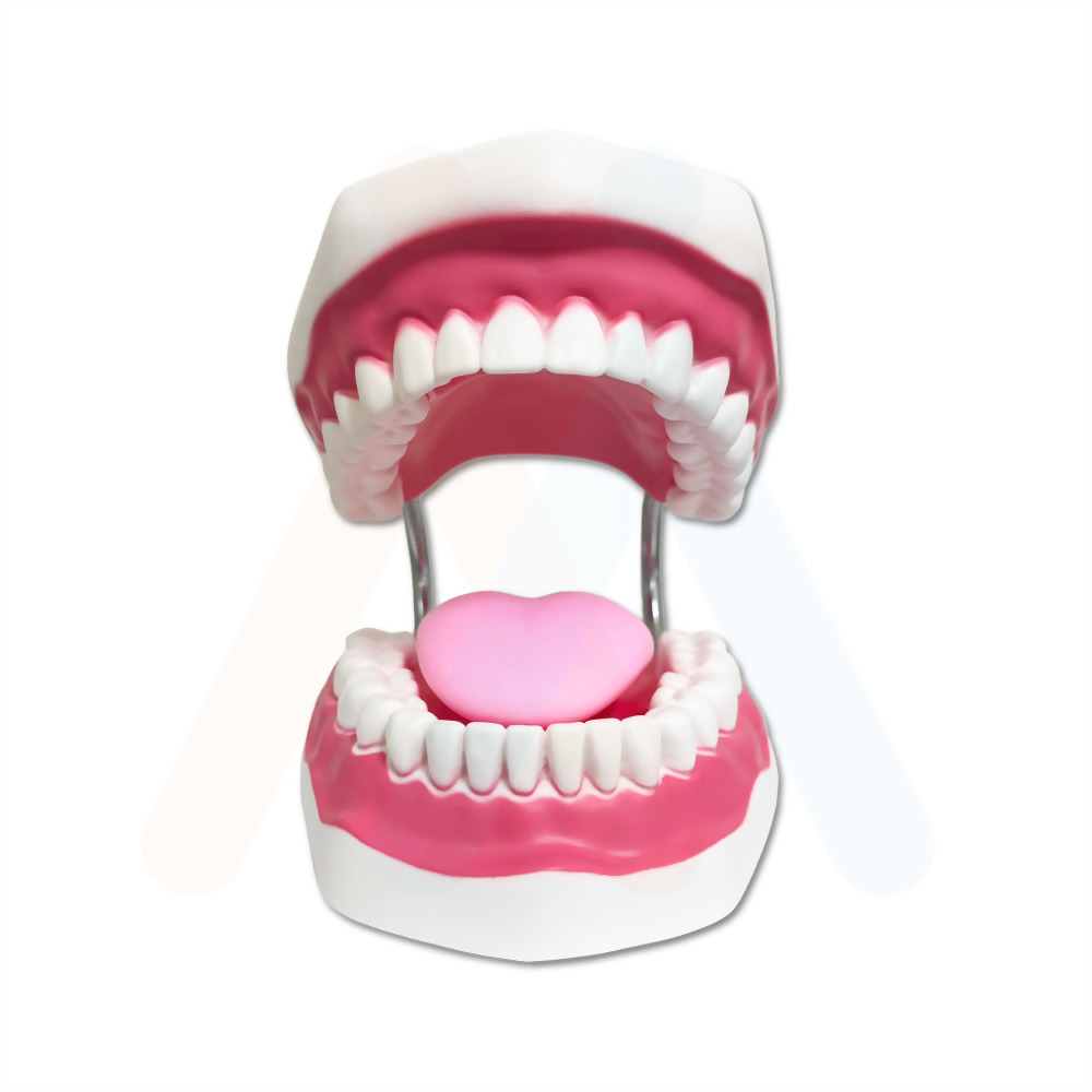 牙齒模型 (3倍大)