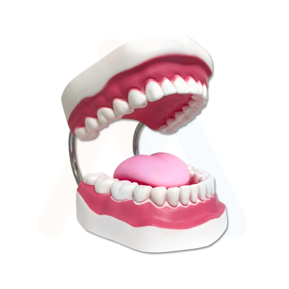 牙齒模型 (3倍大)