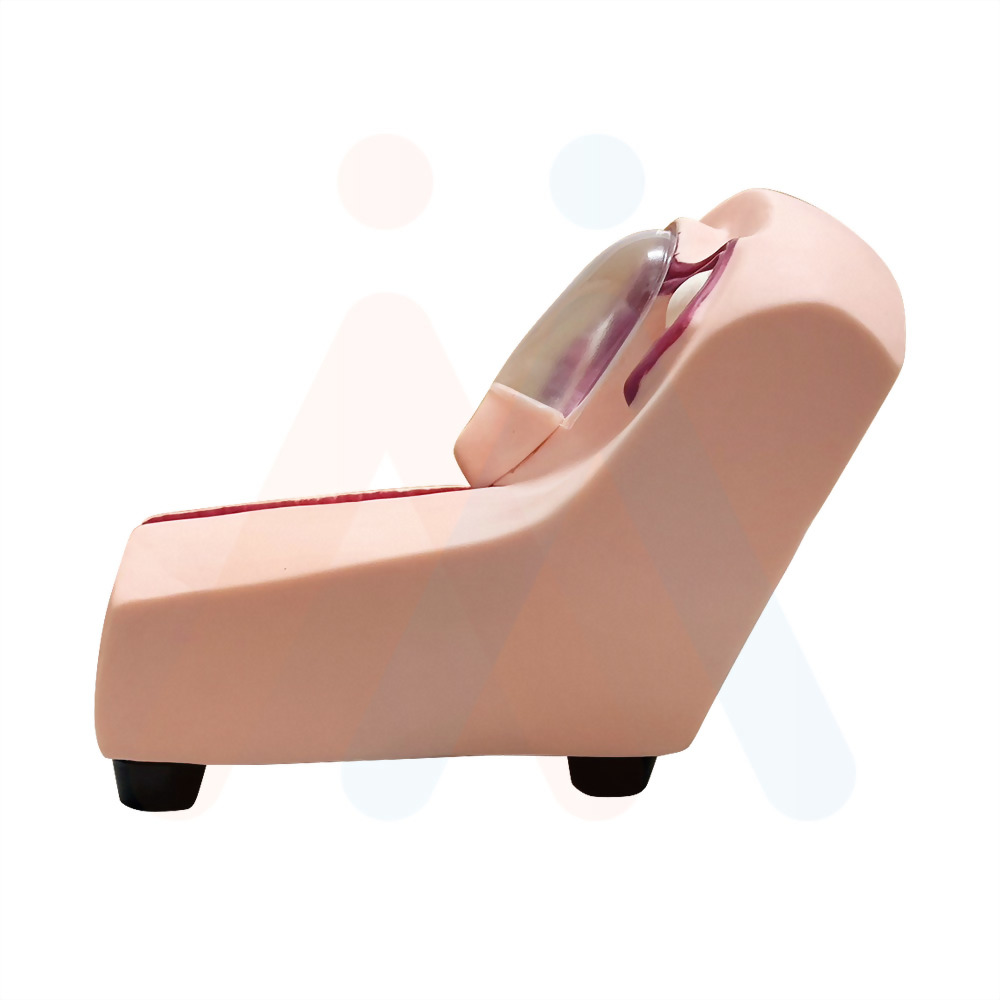 教學模型 內生殖系統 子宮陰道