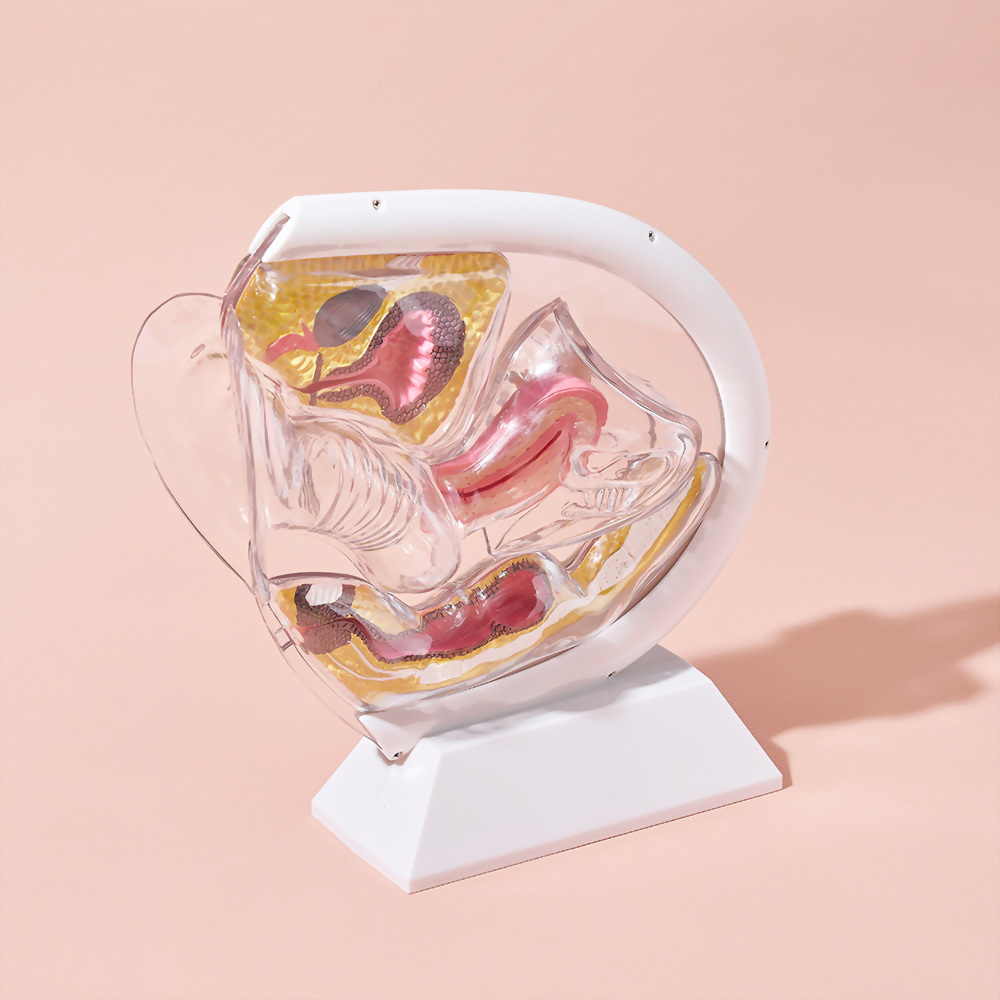 教學模型 透明骨盆器官