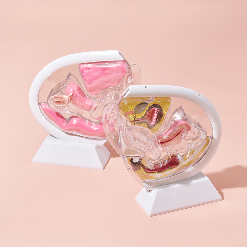 教學模型 透明骨盆器官