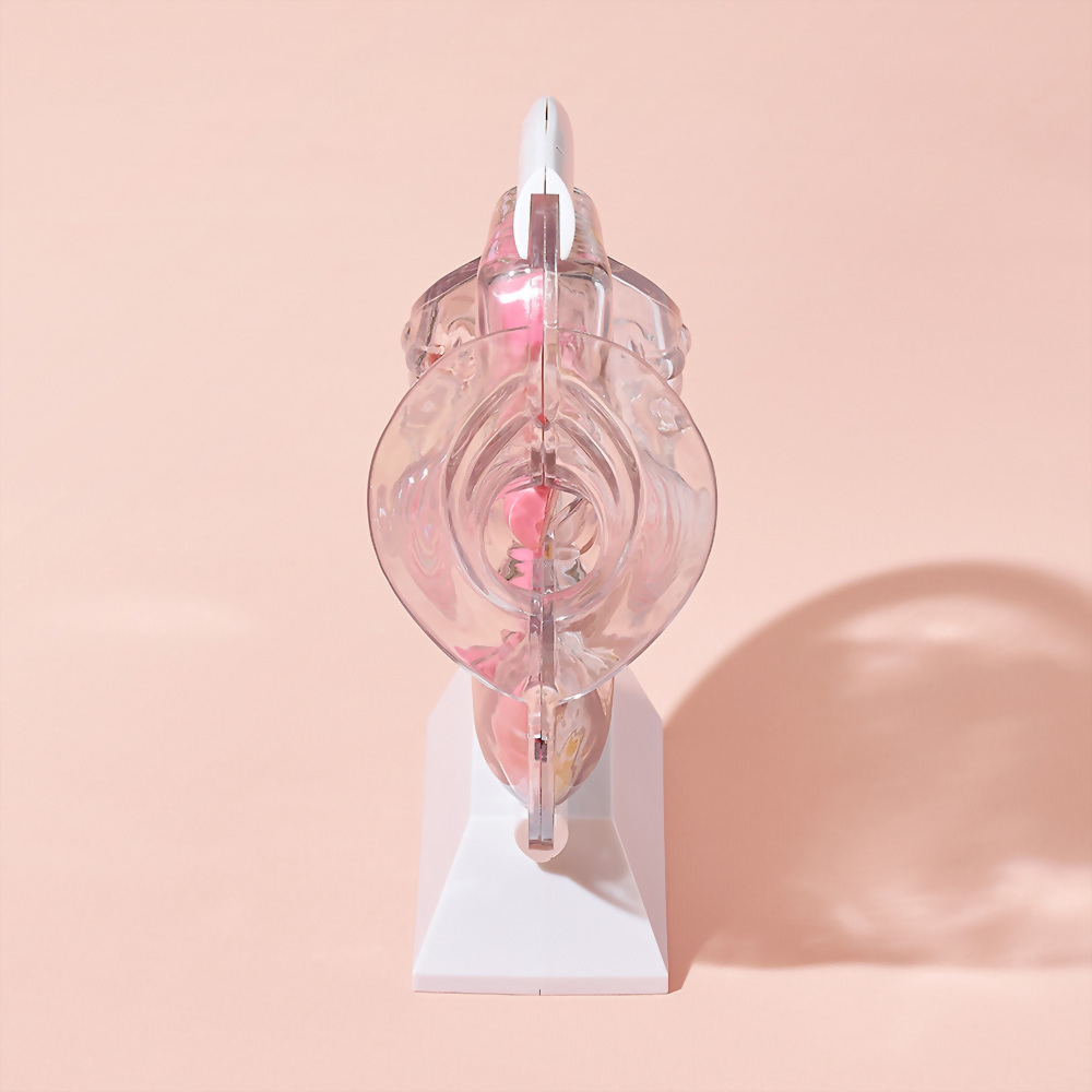 教學模型 透明骨盆器官