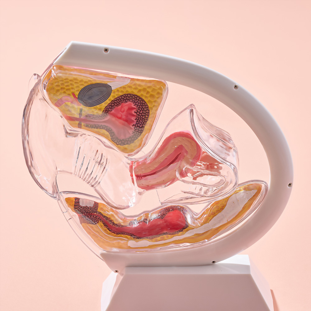 教學模型 透明骨盆器官