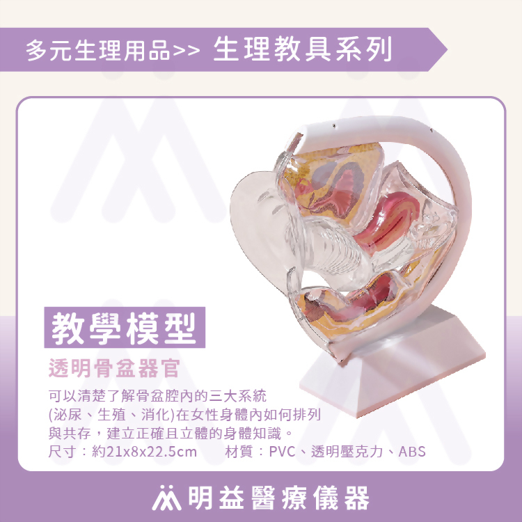 教學模型 透明骨盆器官